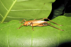 Ischnomela pulchripennis