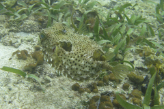 Chilomycterus antennatus