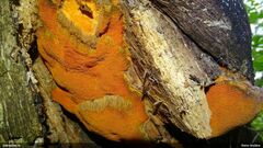 Aurantiporus croceus