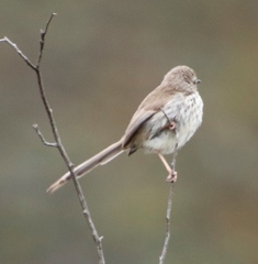 Prinia maculosa