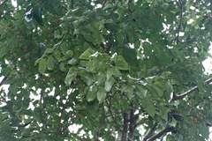 Diospyros montana