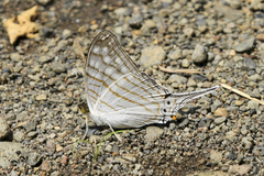 Marpesia merops