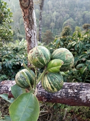 Annona reticulata