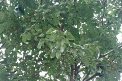 Diospyros montana