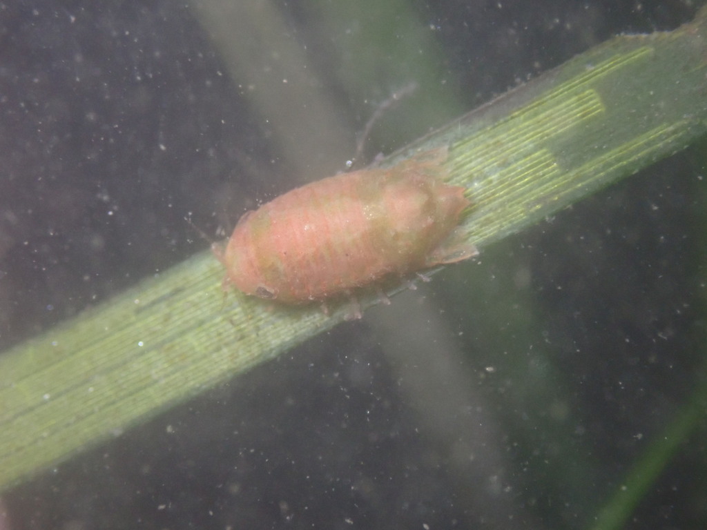Paracerceis caudata