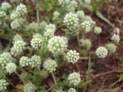 Eryngium nudicaule