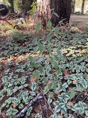 Cotoneaster franchetii