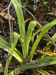 Crinum americanum