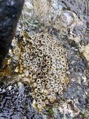 Palythoa