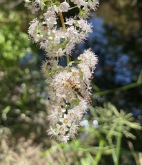 Strangalia luteicornis