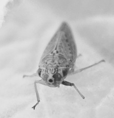 Amphigonalia severini