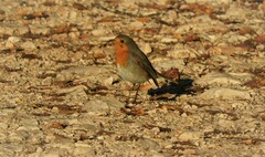 Erithacus rubecula rubecula