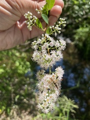 Strangalia luteicornis
