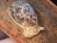 Bulla gouldiana