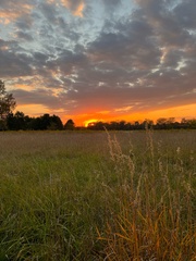 Calamagrostis epigejos
