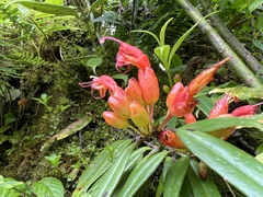 Aeschynanthus hookeri