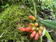 Aeschynanthus hookeri