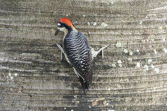 Melanerpes pucherani