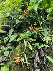 Aeschynanthus hookeri