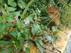 Arthrostemma ciliatum