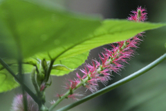 Acalypha hispida