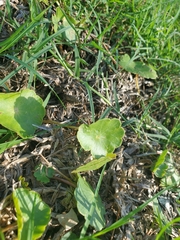 Hydrocotyle bonariensis