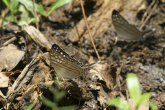 Marpesia merops