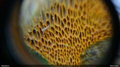 Aurantiporus croceus
