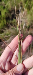 Schoenus quadrangularis