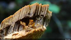 Aurantiporus croceus