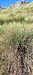 Schoenus quadrangularis