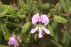Pelargonium scabrum
