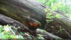 Aurantiporus croceus