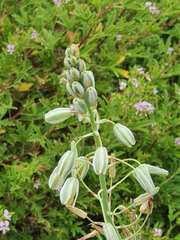 Albuca canadensis