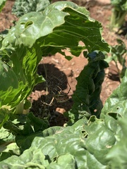 Neoscona orizabensis