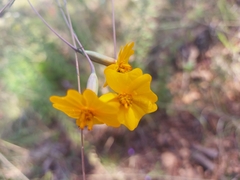 Tagetes tenuifolia