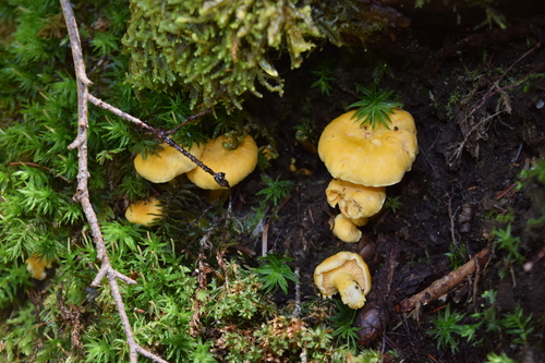 Cantharellus cibarius