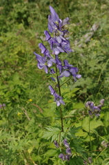 Aconitum nasutum