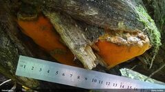 Aurantiporus croceus