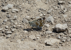 Muschampia cribrellum