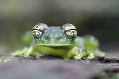 Sachatamia albomaculata