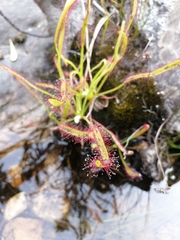 Drosera capensis