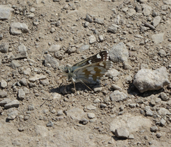 Muschampia cribrellum