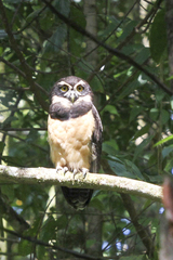 Pulsatrix perspicillata