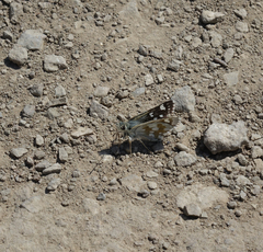 Muschampia cribrellum