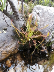 Drosera capensis