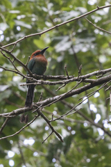 Electron platyrhynchum