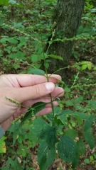 Verbena urticifolia