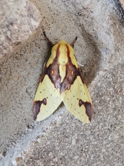 Symphlebia