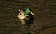 Anas platyrhynchos platyrhynchos